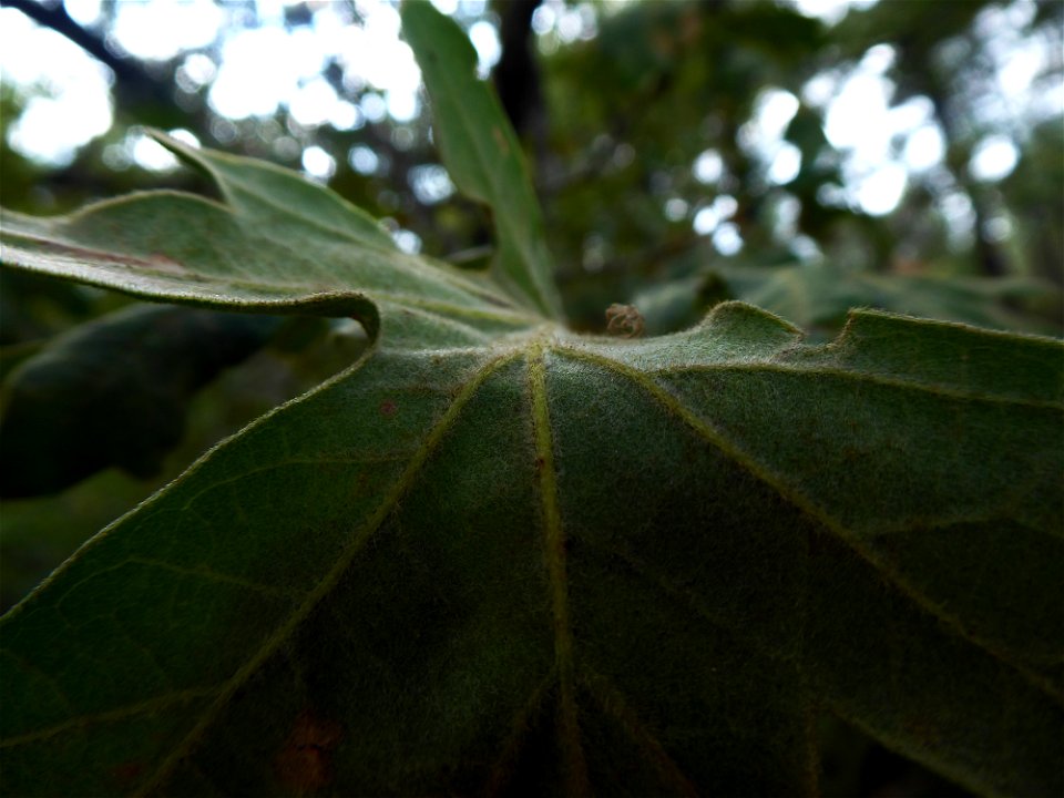Quercus pyrenaica Willd., 1805