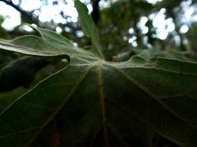 Quercus pyrenaica Willd., 1805