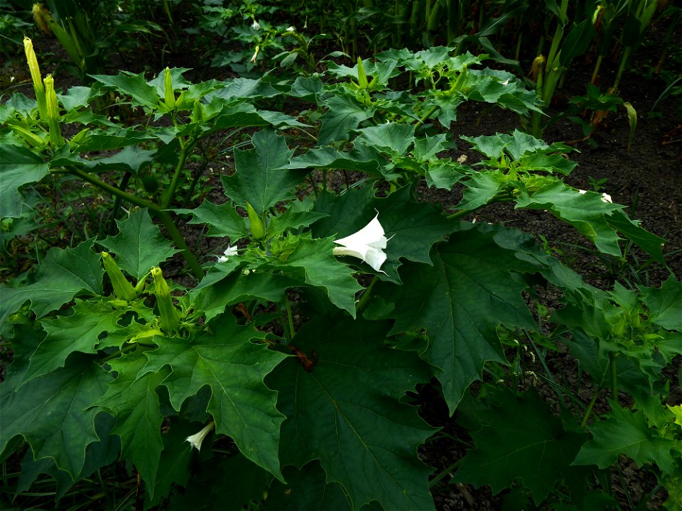 Datura stramonium L., 1753