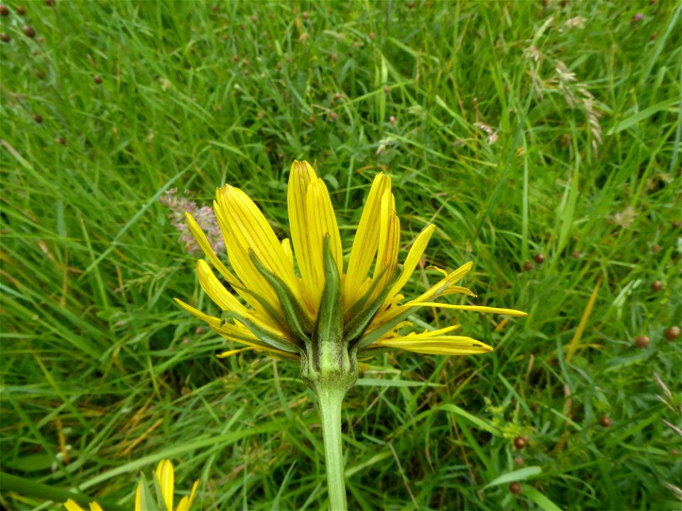 Tragopogon pratensis L., 1753