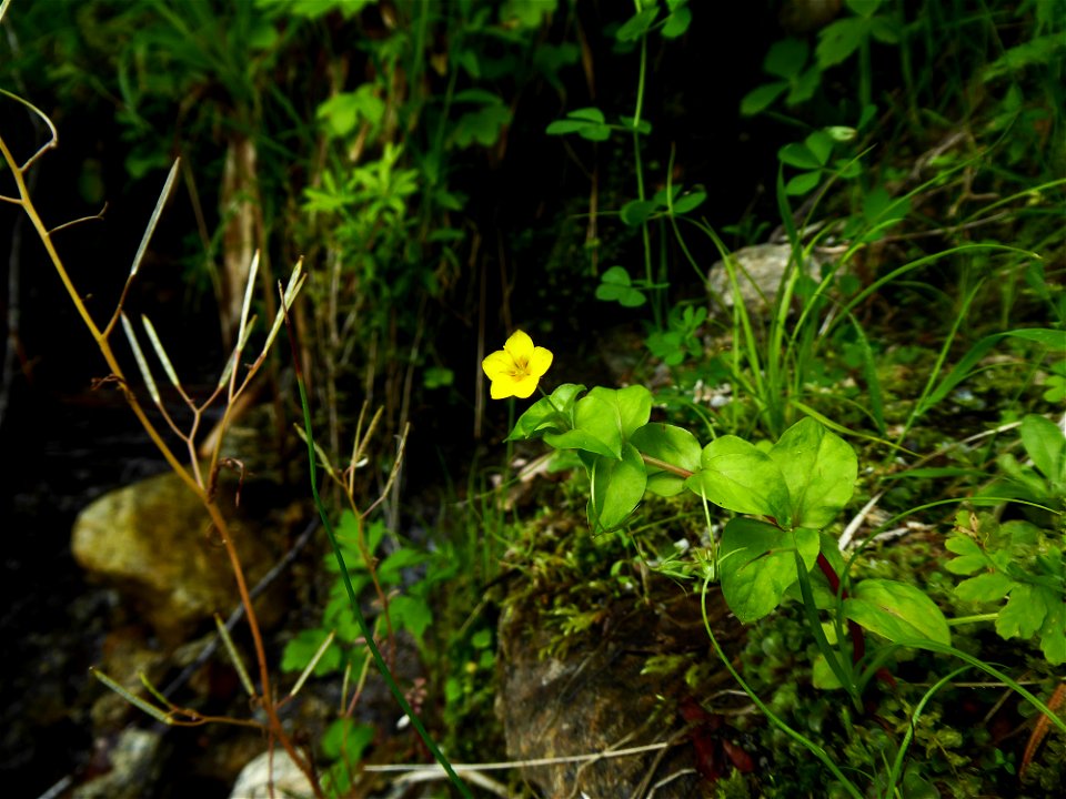 Lysimachia nemorum L., 1753