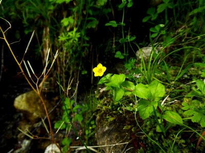 Lysimachia nemorum L., 1753