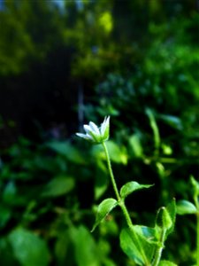 Myosoton aquaticum (L.) Moench, 1794