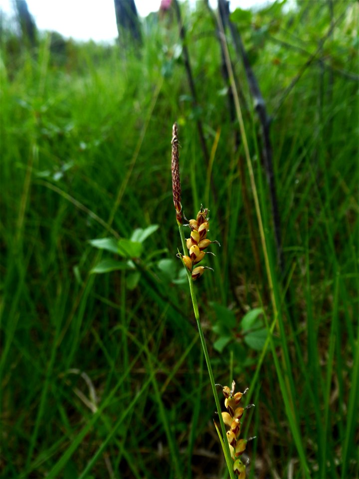 Carex panicea L., 1753