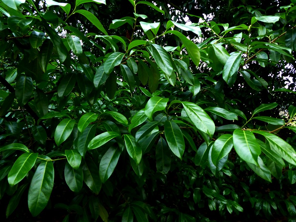 Prunus laurocerasus L., 1753