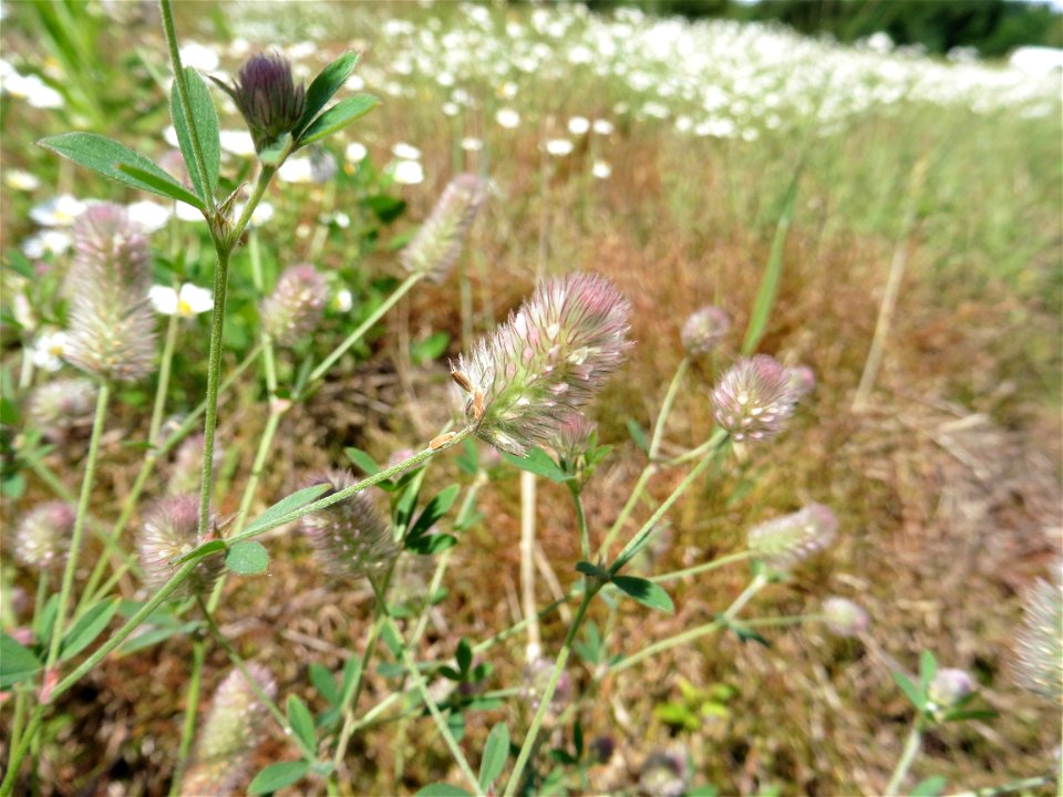 Trifolium arvense L., 1753