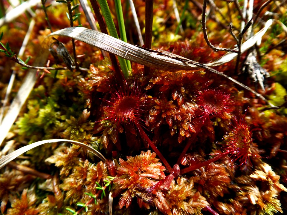 Drosera rotundifolia L., 1753