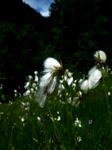 Eriophorum latifolium Hoppe, 1800