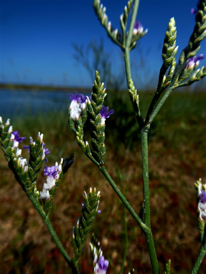 Limonium dodartii (Girard) Kuntze, 1891