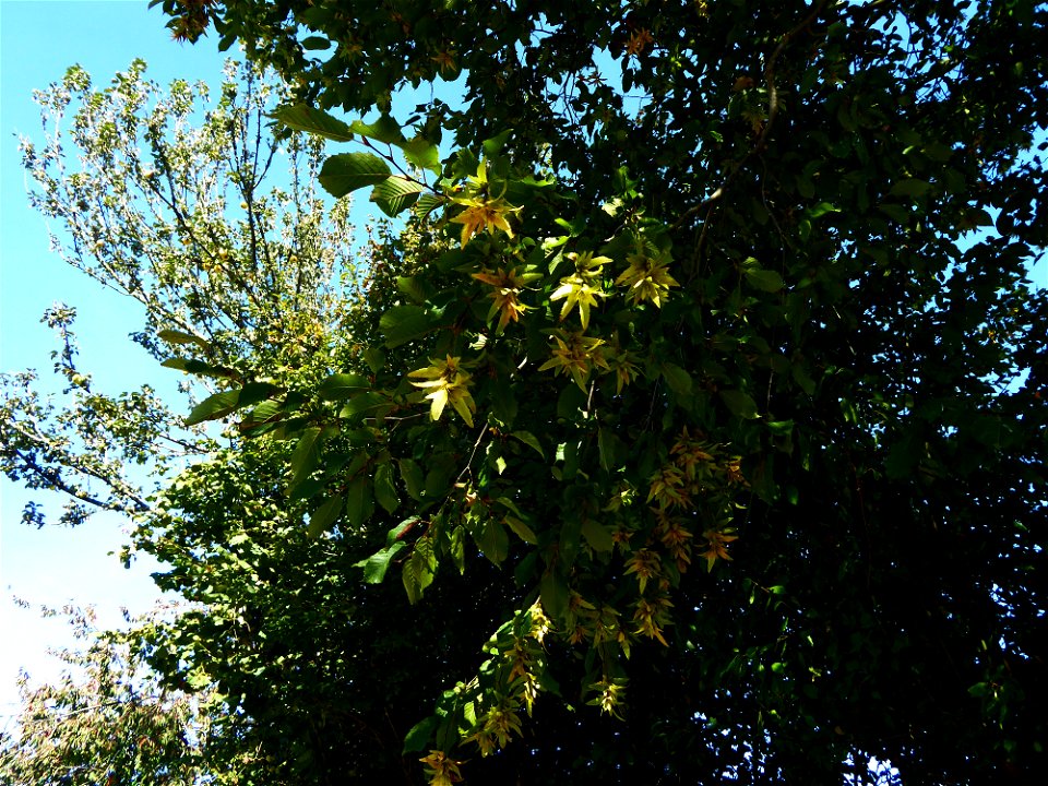Carpinus betulus L., 1753