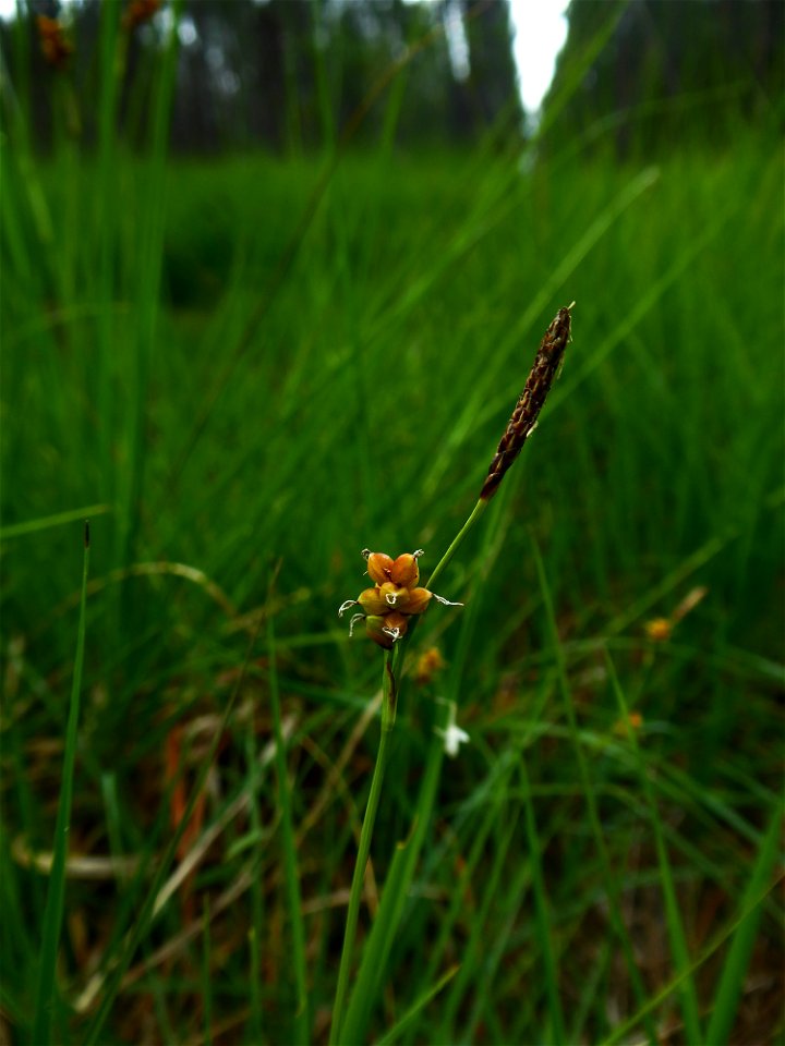 Carex panicea L., 1753