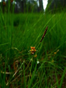 Carex panicea L., 1753