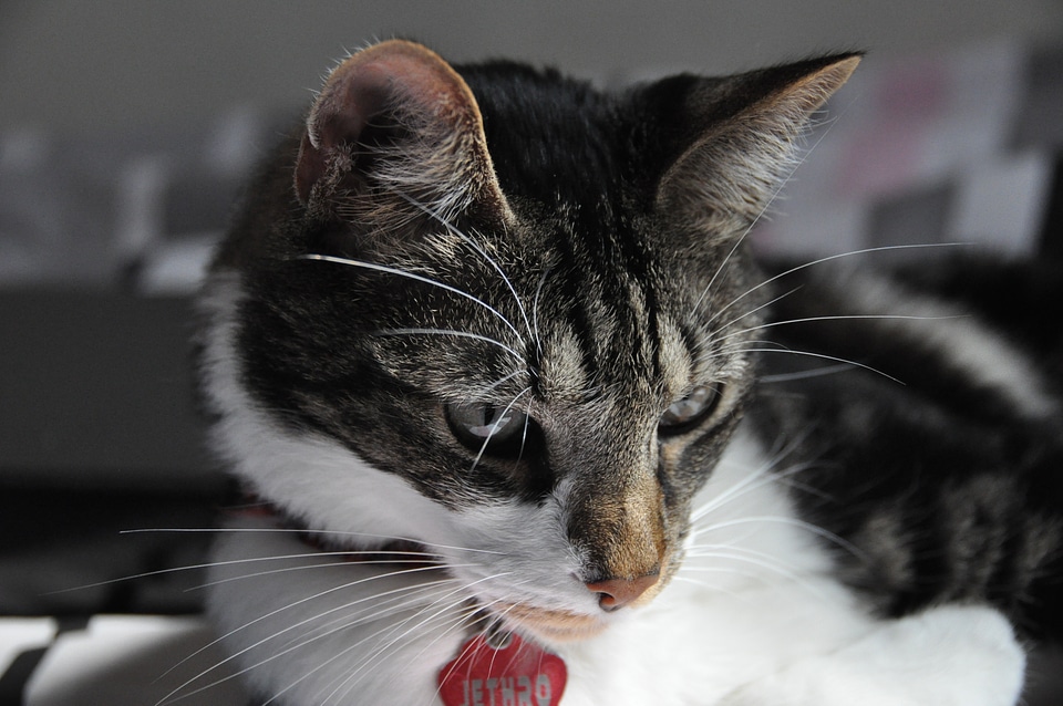 Pet animal close up