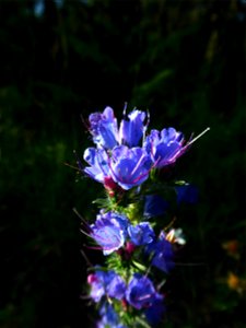 Echium vulgare L., 1753