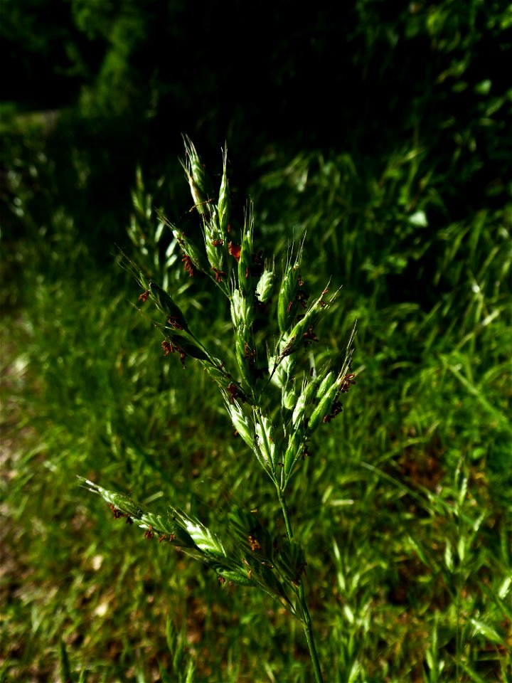 Bromus hordeaceus subsp. hordeaceus L., 1753