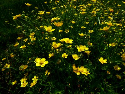 Ranunculus sardous Crantz, 1763