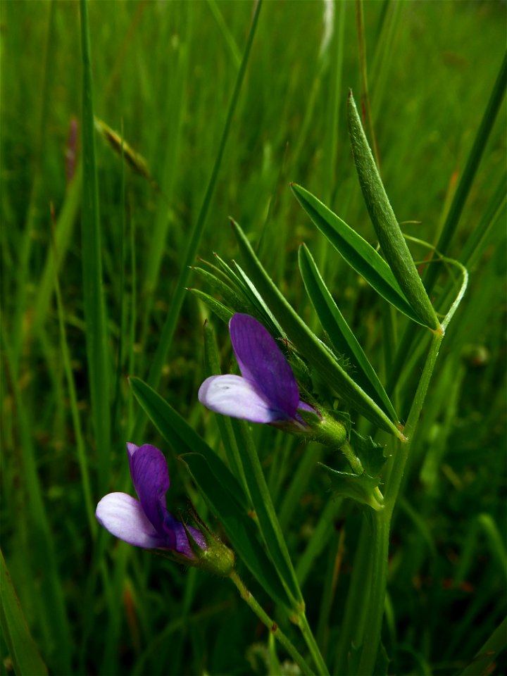 Vicia bithynica (L.) L., 1759