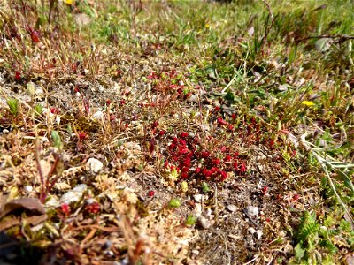 Crassula tillaea Lest.-Garl., 1903