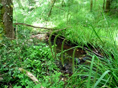 Carex pendula Huds., 1762