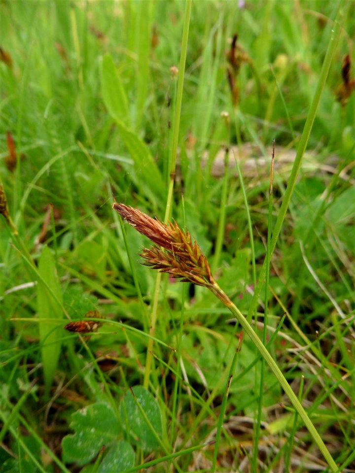 Carex caryophyllea Latourr., 1785
