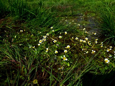 Ranunculus peltatus subsp. baudotii (Godr.) Meikle ex C.D.K.Cook, 1984