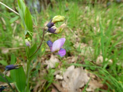 Lathyrus linifolius (Reichard) Bässler, 1971