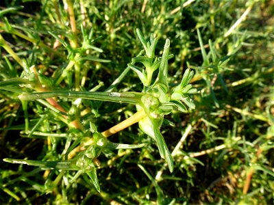 Salsola soda L.