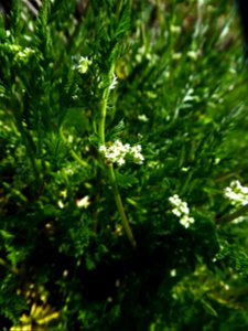 Torilis nodosa (L.) Gaertn., 1788