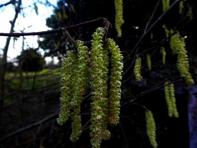 Corylus avellana L., 1753