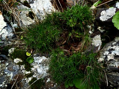 Plantago holosteum Scop., 1771