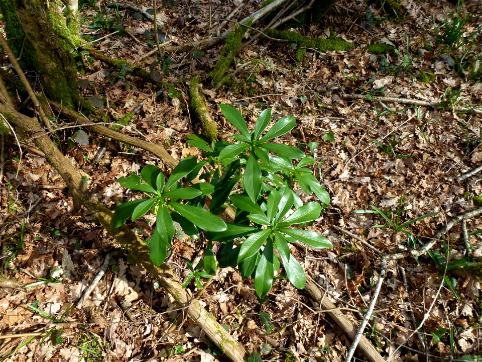 Daphne laureola L., 1753