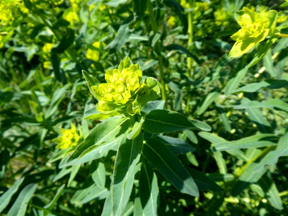 Euphorbia illirica Lam., 1788