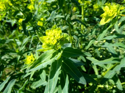 Euphorbia illirica Lam., 1788