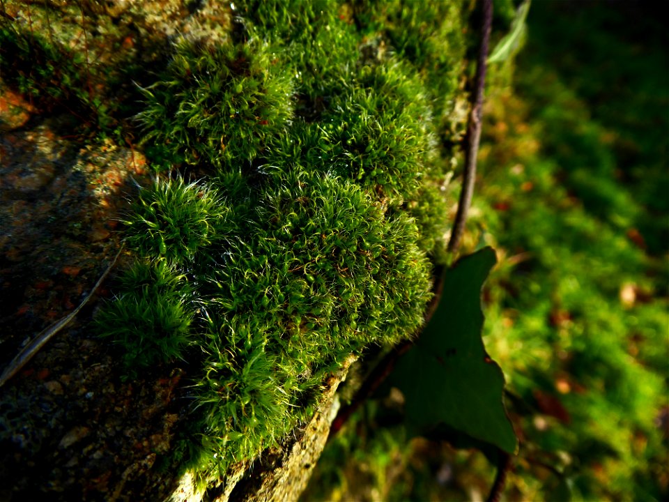 Grimmia pulvinata (Hedw.) Sm., 1807