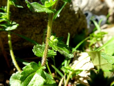 Veronica arvensis L., 1753