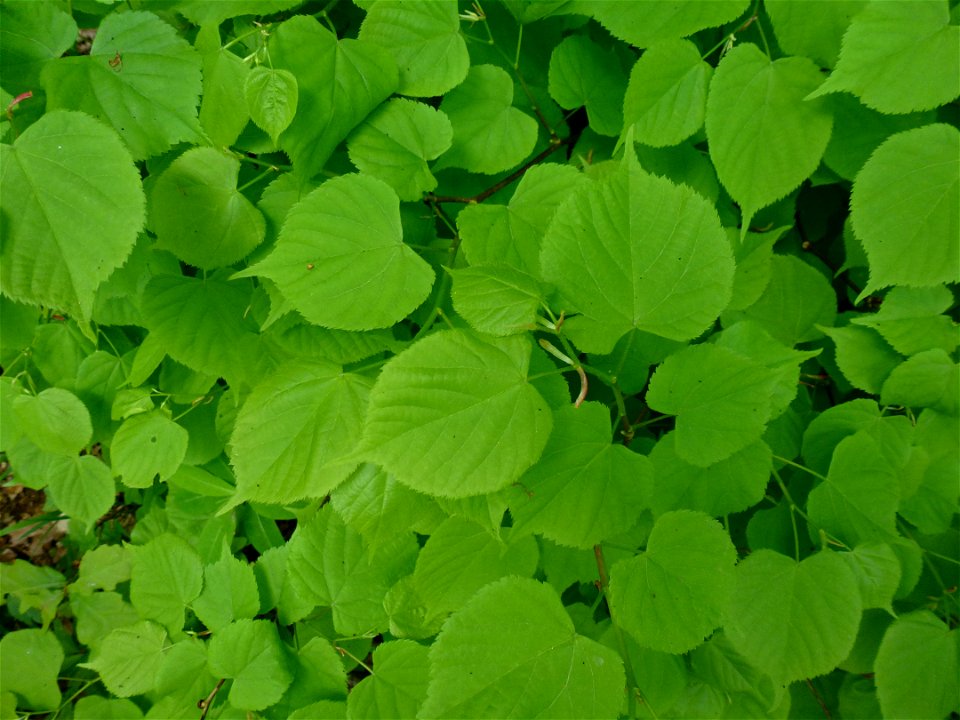 Tilia cordata Mill., 1768