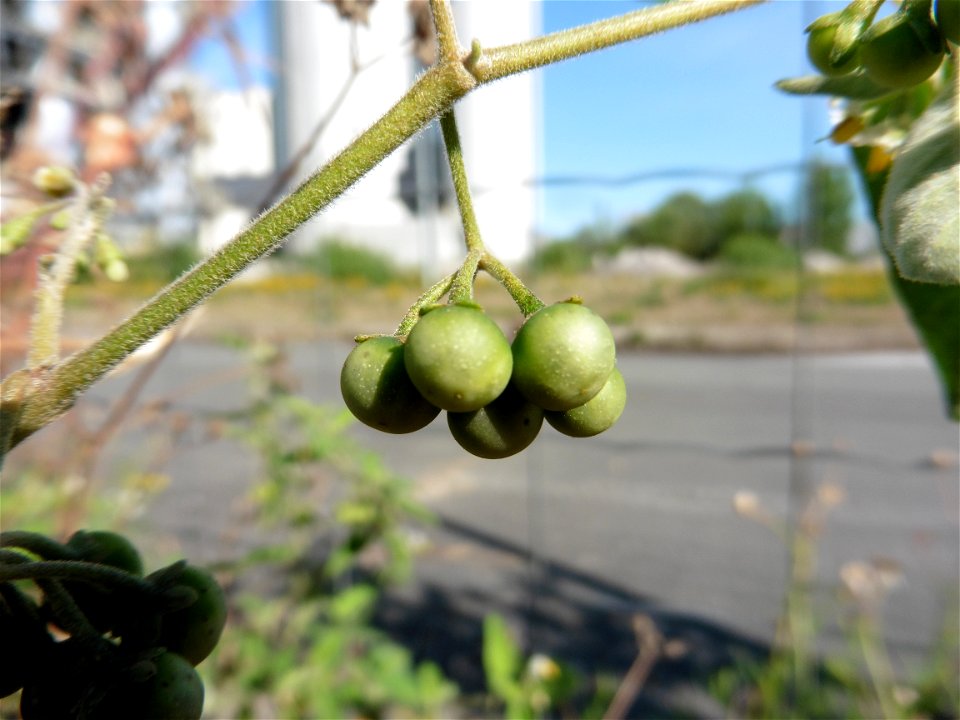 Solanum chenopodioides Lam., 1794
