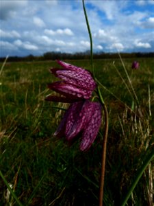 Fritillaria meleagris L., 1753