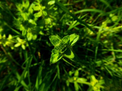 Cruciata laevipes Opiz, 1852