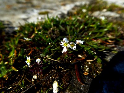 Draba verna L., 1753
