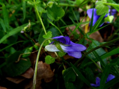 Viola riviniana Rchb., 1823