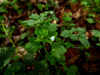 Veronica hederifolia L., 1753
