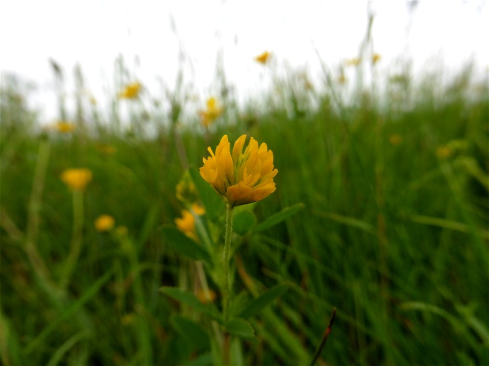 Trifolium patens Schreb., 1804