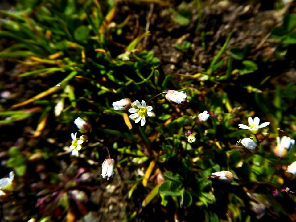 Draba verna L., 1753