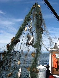 Animal derelict fishery