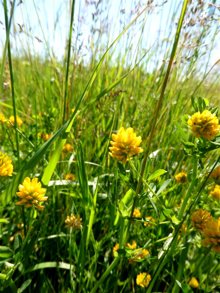 Trifolium patens Schreb., 1804