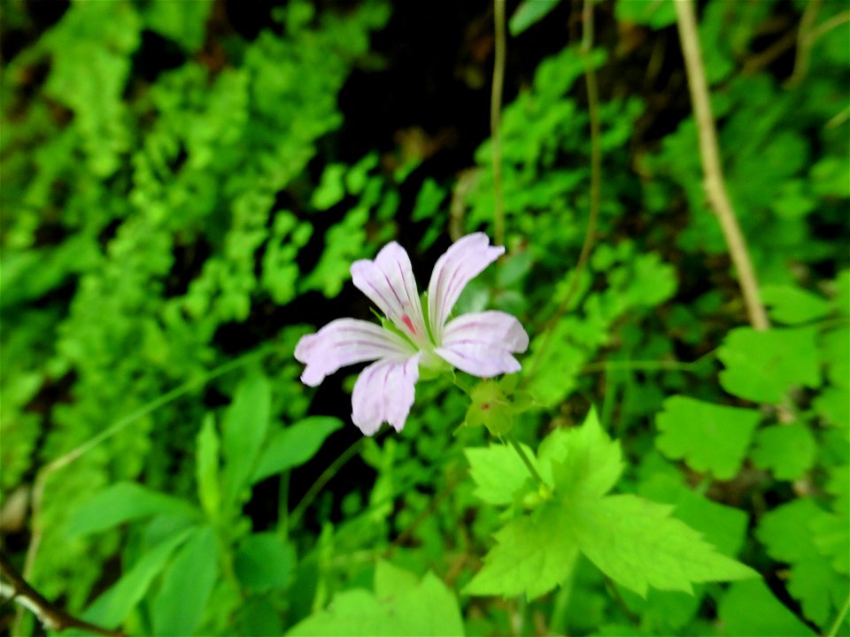 Geranium nodosum L., 1753