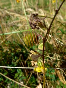 Medicago orbicularis (L.) Bartal., 1776