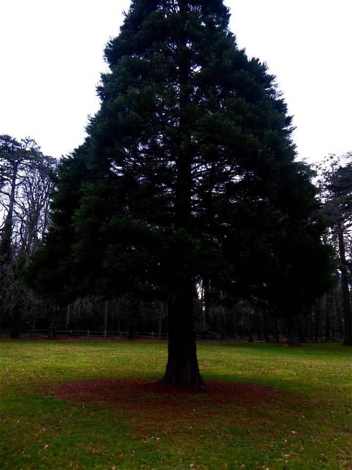 Sequoiadendron giganteum (Lindl.) J.Buchholz, 1939