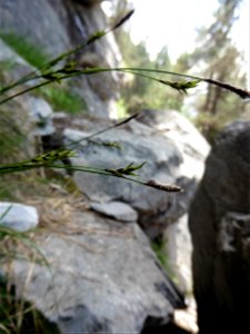 Carex sempervirens Vill., 1787